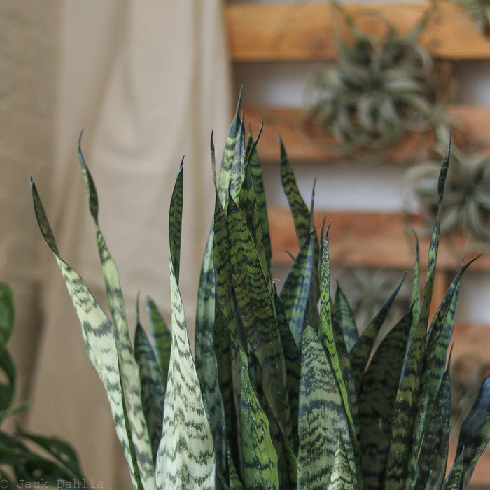 Close-up of Sansevieria zeylanica leaf with silver-green horizontal banding