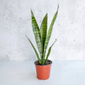4" Nursery Pot