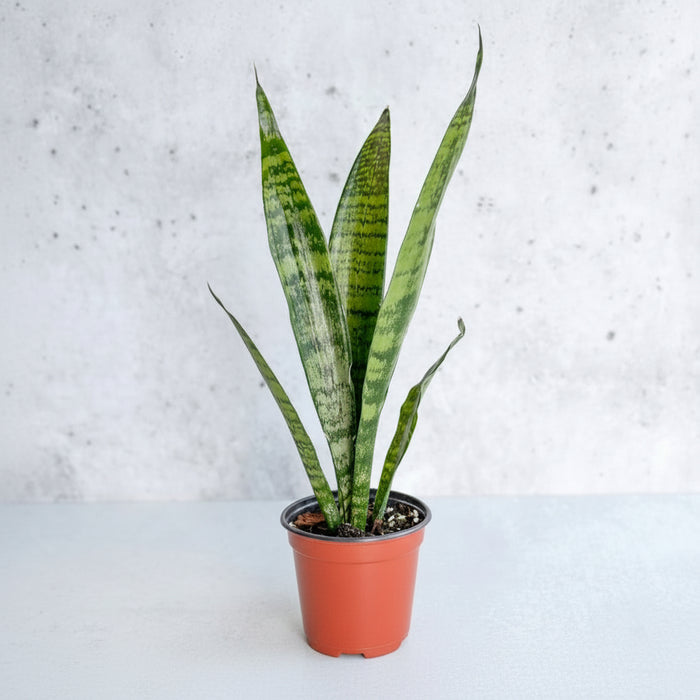 4" Nursery Pot