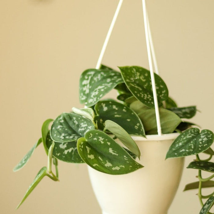 Scindapsus Pictus Argyraeus 'Satin Pothos' - Ed's Plant Shop