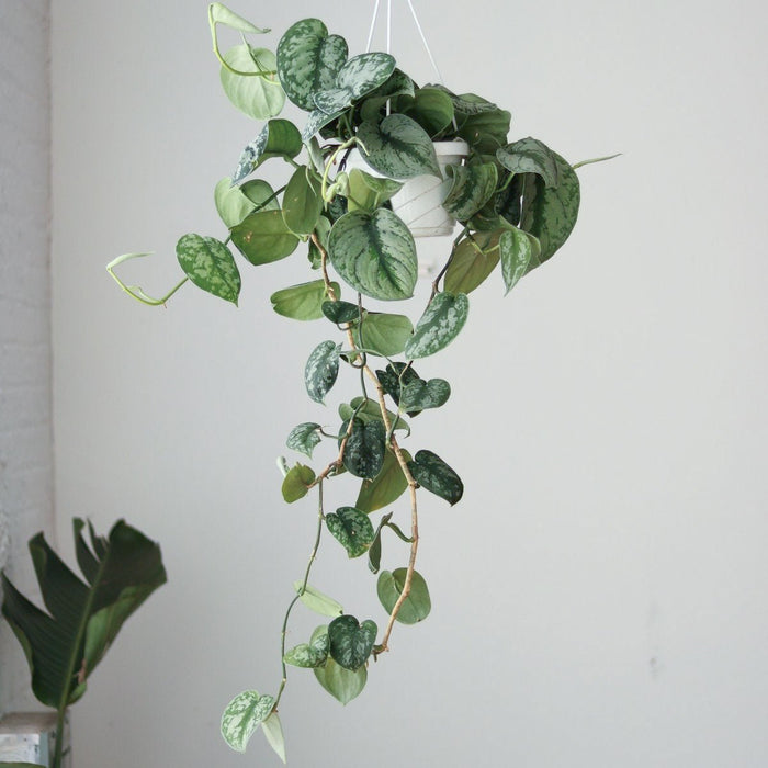 6" Hanging Basket - Long