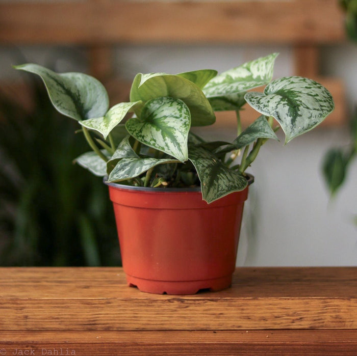Scindapsus Pictus ‘Exotica’ - Exotic Scindapsus - Various Sizes - Ed's Plant Shop
