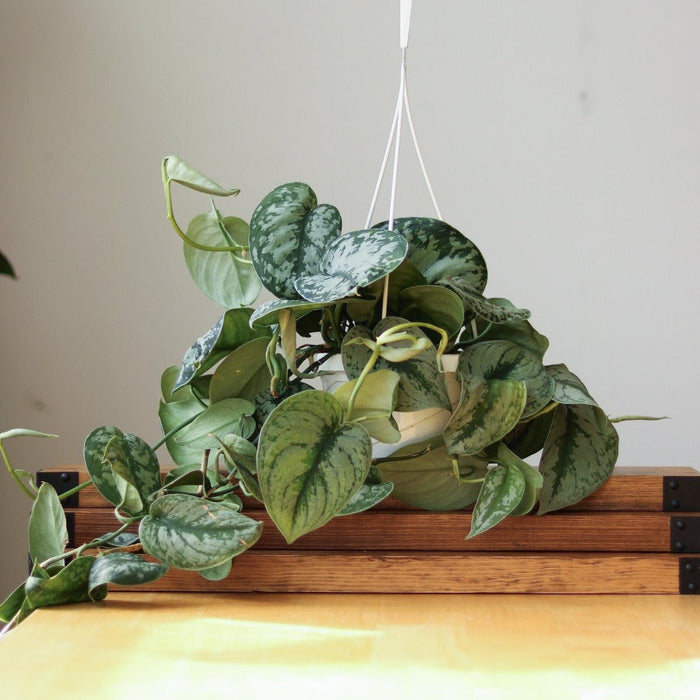 6" Hanging Basket