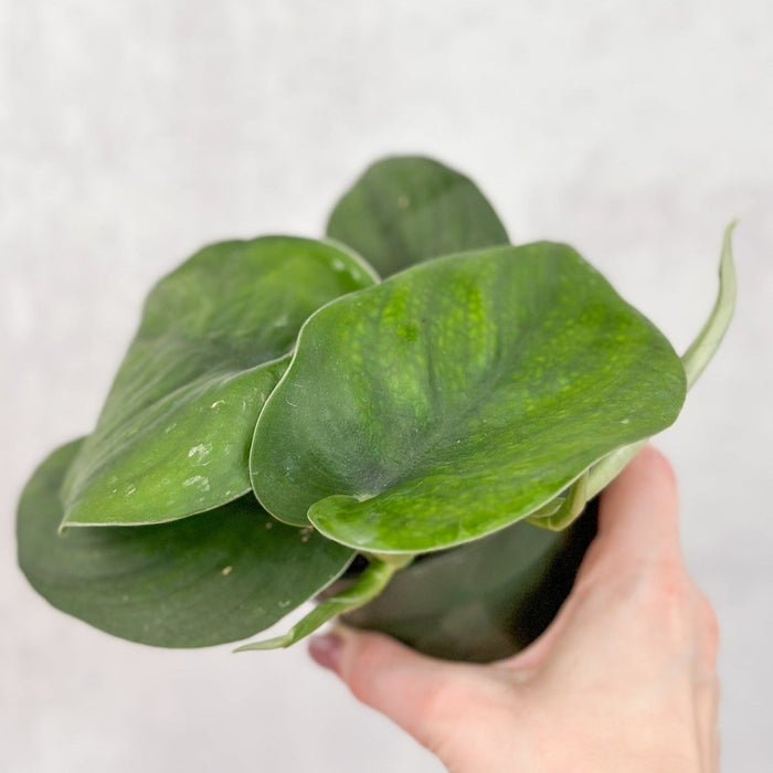 Close-up of Scindapsus pictus Jade leaves with velvety, matte green texture