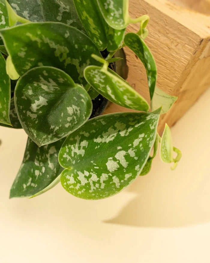 Scindapsus Pictus ‘Silvery Anne’ - Silver Pothos - Ed's Plant Shop