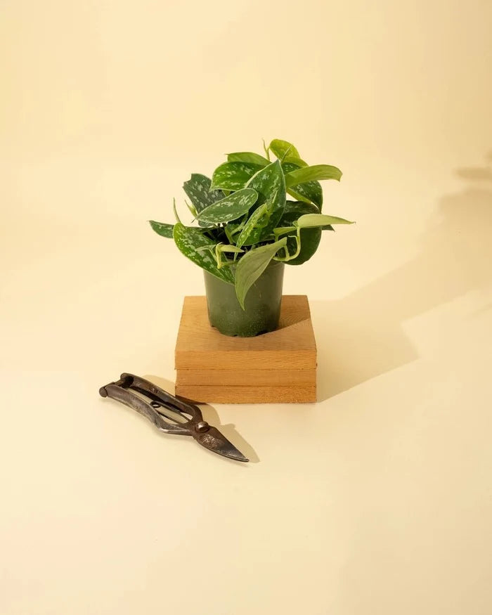 Scindapsus Pictus ‘Silvery Anne’ - Silver Pothos - Ed's Plant Shop