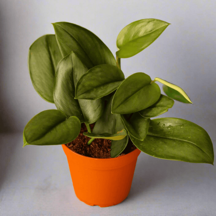 Scindapsus treubii 'Moonlight' - Silver Scindapsus - Ed's Plant Shop