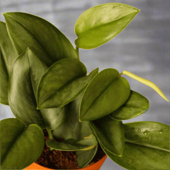 Scindapsus treubii 'Moonlight' - Silver Scindapsus - Ed's Plant Shop