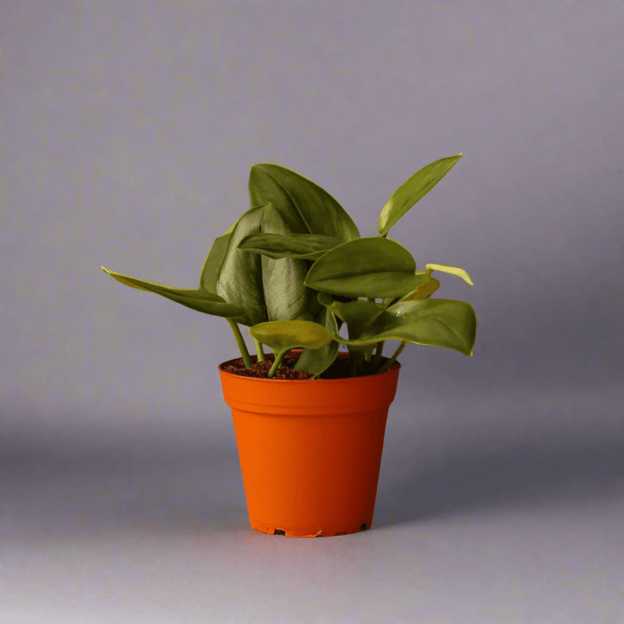Scindapsus treubii 'Moonlight' - Silver Scindapsus - Ed's Plant Shop