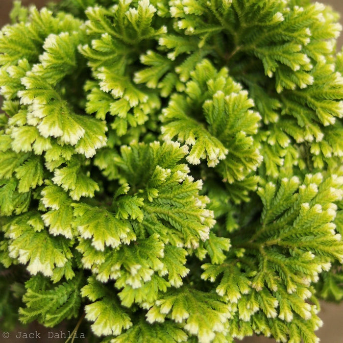 Selaginella Kraussiana 'Frosty Fern' - Ed's Plant Shop