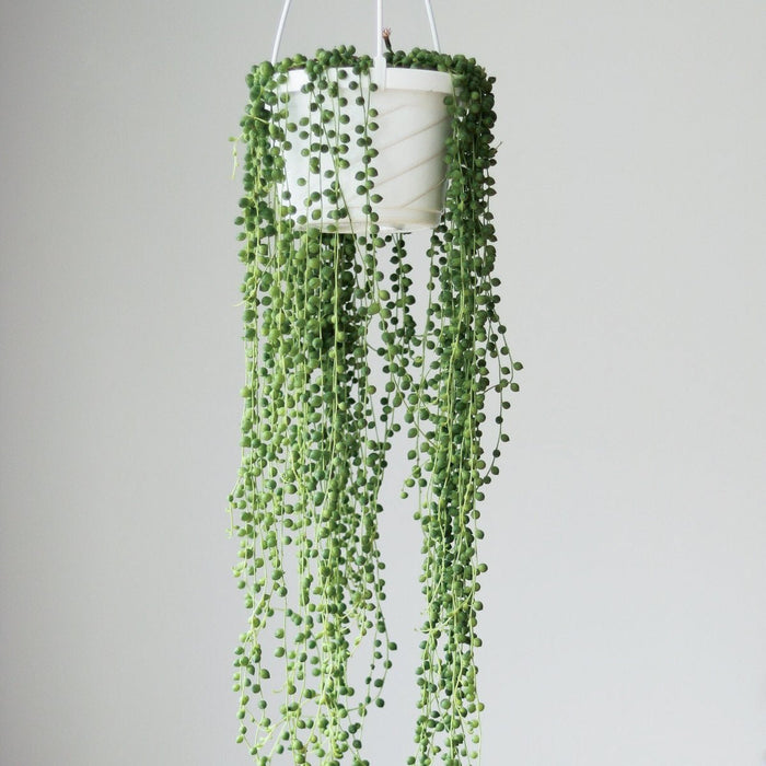 Senecio Rowleyanus 'String of Pearls' - Hanging Basket - Ed's Plant Shop