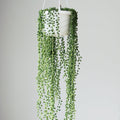 Senecio Rowleyanus 'String of Pearls' - Hanging Basket - Ed's Plant Shop