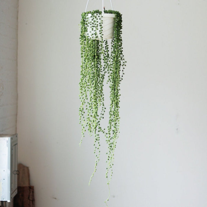 Senecio Rowleyanus 'String of Pearls' - Hanging Basket - Ed's Plant Shop
