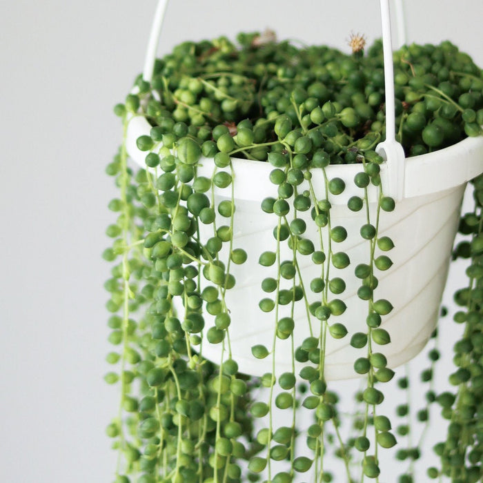 Senecio Rowleyanus 'String of Pearls' - Hanging Basket - Ed's Plant Shop