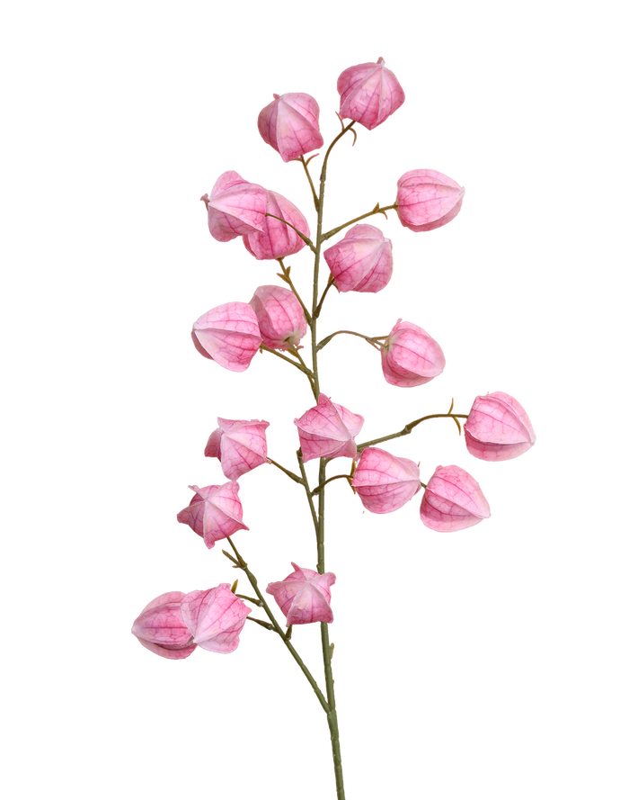 Silk Lantern Flower | Available in 2 Colors