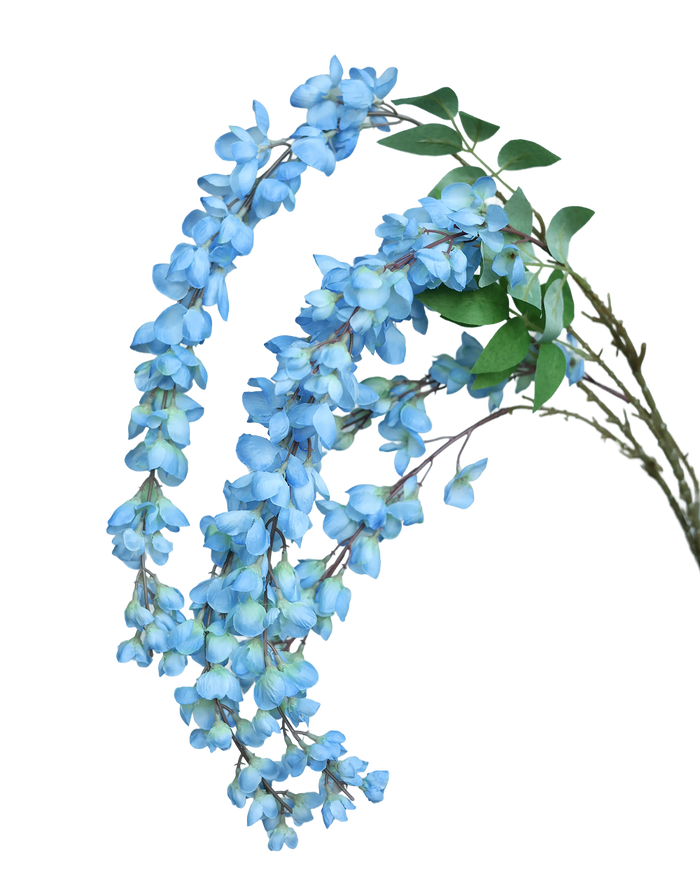 Sky Blue Wistera