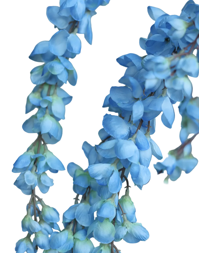 Sky Blue Wistera