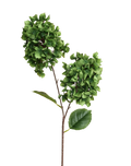 Snowball Viburnum | Available in 4 Colors