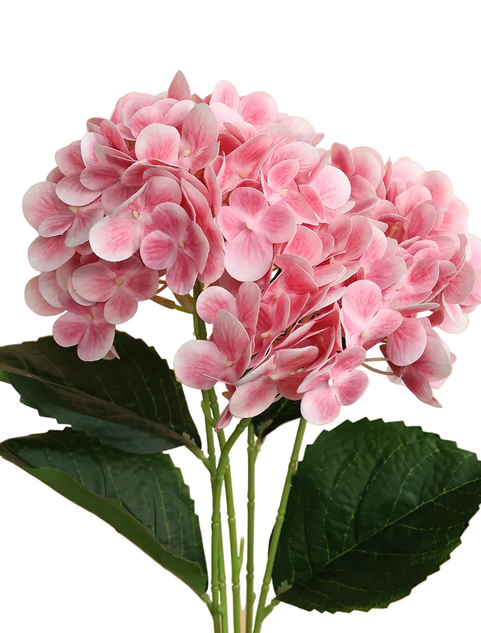 Soft Pink Hydrengea Pink