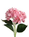 Soft Pink Hydrengea Pink