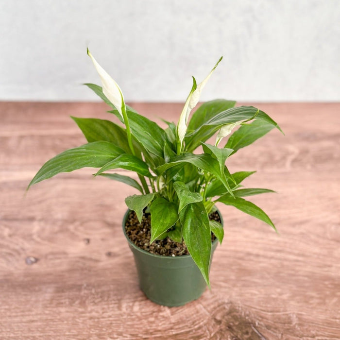 Full Peace Lily plant displayed on wooden table