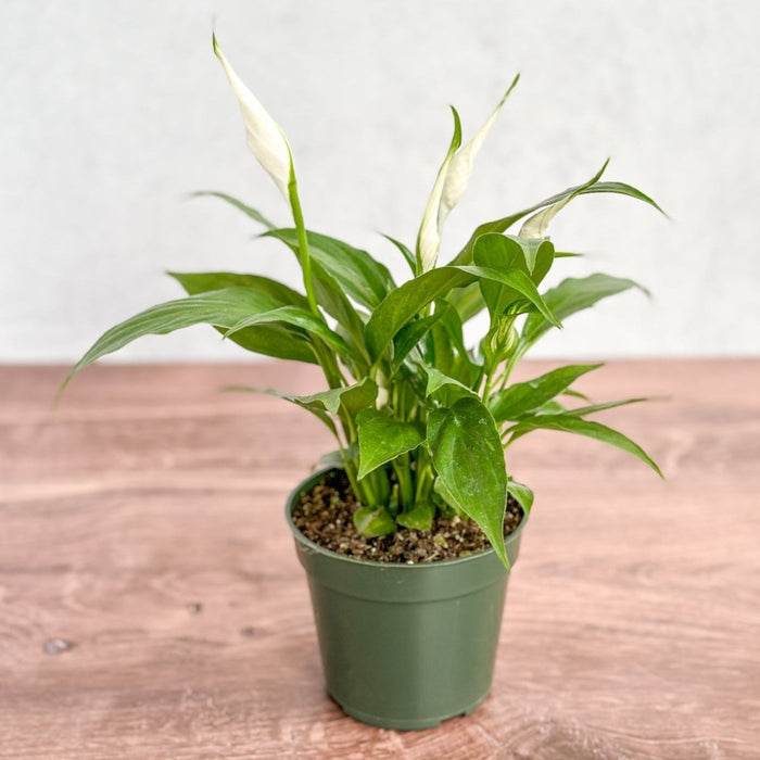 Lush Peace Lily houseplant with upright foliage
