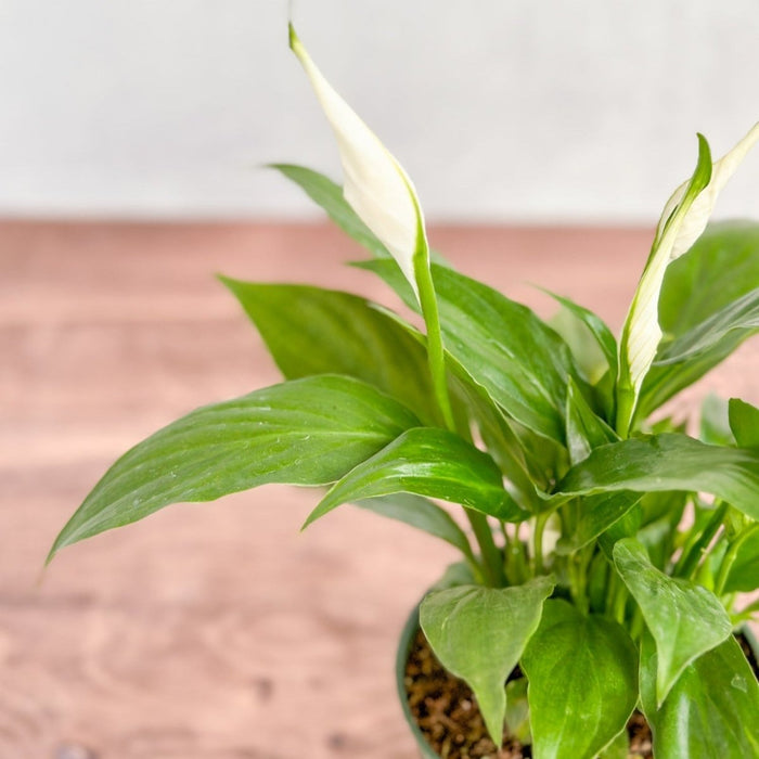 Close up of glossy green Peace Lily leaves and white blooms