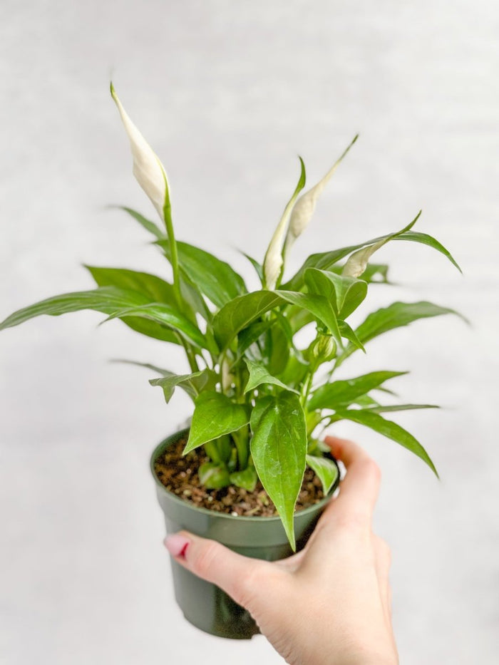 Peace Lily foliage detail with deep green tropical leaves
