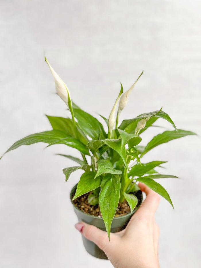 Small Peace Lily plant held in hand for size reference