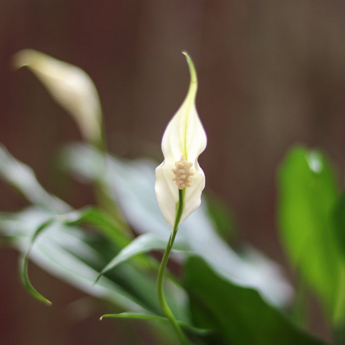 Peace Lily spathe flower with white blooms and green foliage