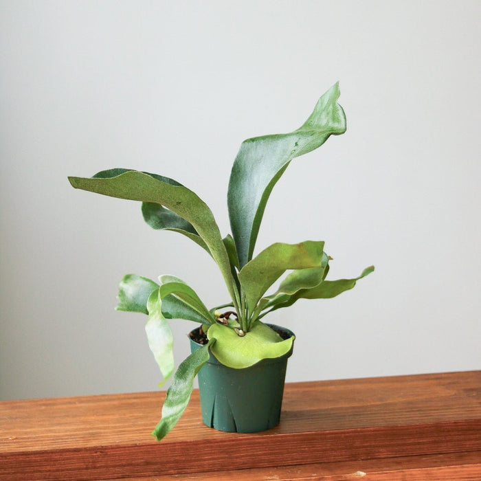 Staghorn Fern - Platycerium bifurcatum Hanging Basket - Ed's Plant Shop
