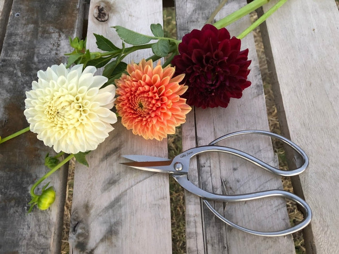 Stainless Garden Scissors (Pruning Shears/Pruners/Secateurs/Clippers) - Ed's Plant Shop