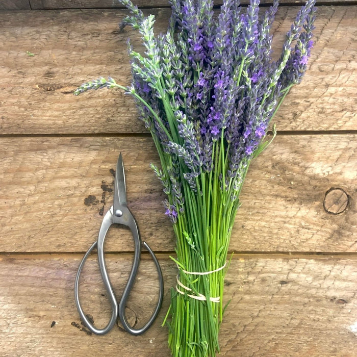 Stainless Garden Scissors (Pruning Shears/Pruners/Secateurs/Clippers) - Ed's Plant Shop