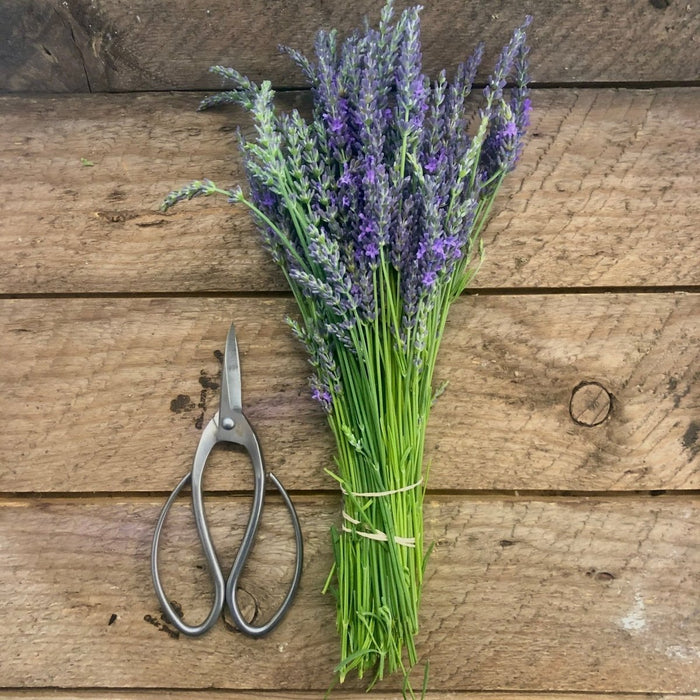 Stainless Garden Scissors (Pruning Shears/Pruners/Secateurs/Clippers) - Ed's Plant Shop