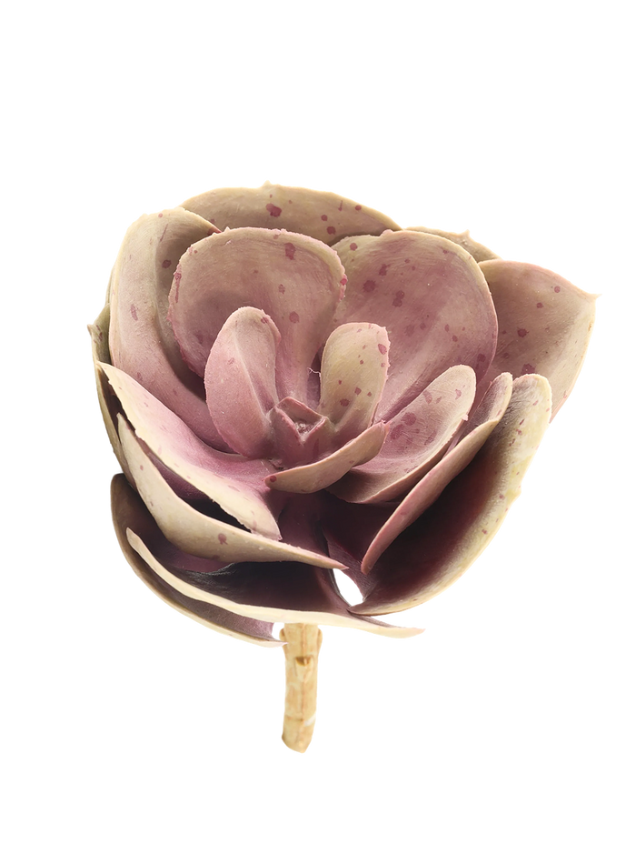 Stone Rose Succulent