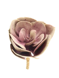 Stone Rose Succulent