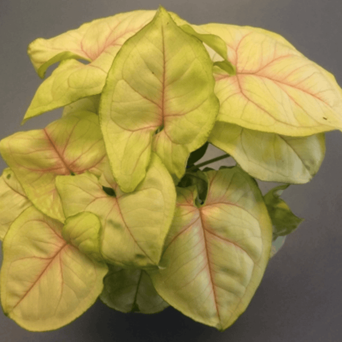Close-up of ‘Chiffon Allusion’ leaf showing pink rib and green edge