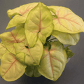Close-up of ‘Chiffon Allusion’ leaf showing pink rib and green edge