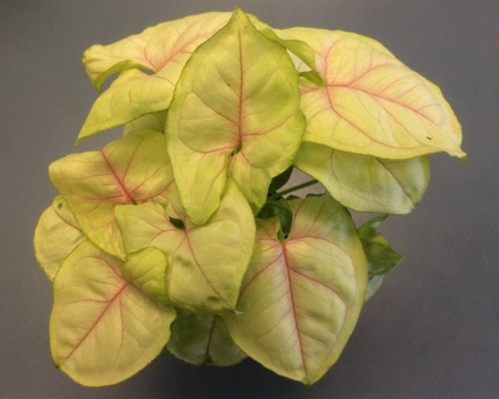 Syngonium ‘Chiffon Allusion’ with creamy chartreuse leaves and pink veins”
