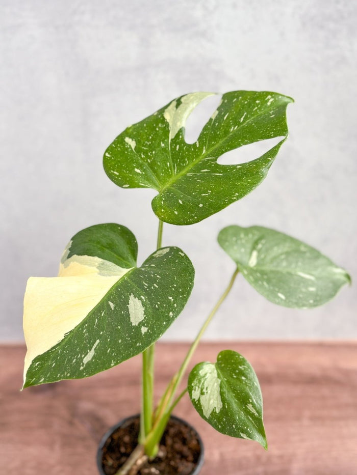 Thai Constellation Monstera with cream variegated split leaves