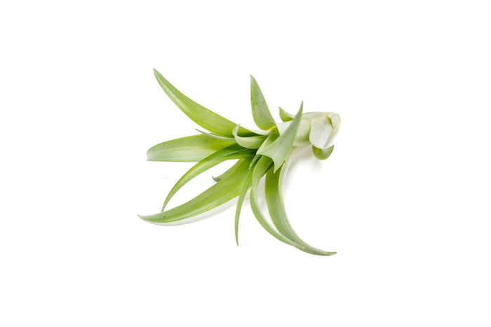 Tillandsia Abdita Brachycaulos Air Plants - Set of 10, 20 or 30 - 60% Off - Ed's Plant Shop