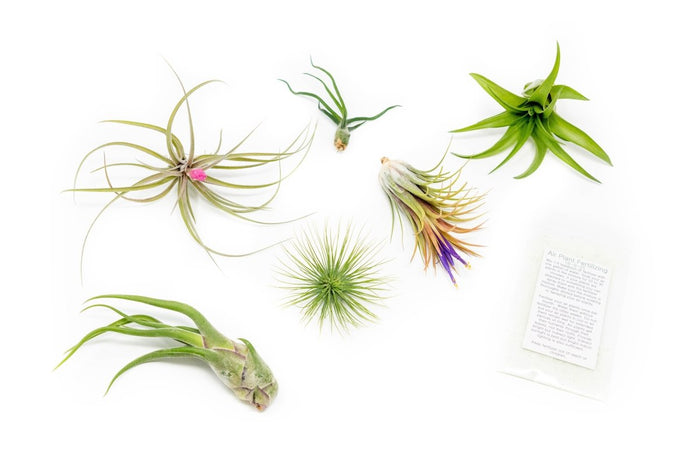 Tillandsia Air Plant Grab Bag of 6 Plants + 1 Year Air Plant Fertilizer Pack - Ed's Plant Shop
