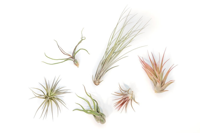 Tillandsia Air Plant Grab Bag of 6 Plants + 1 Year Air Plant Fertilizer Pack - Ed's Plant Shop
