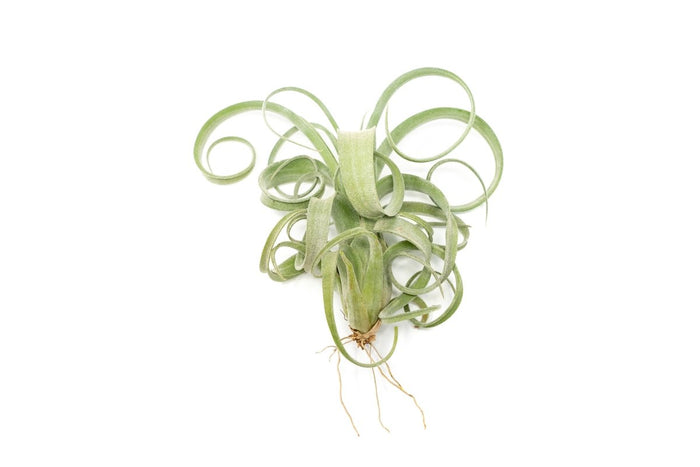Tillandsia Curly Slim (T. Intermedia x T. Streptophylla) Air Plant - Ed's Plant Shop