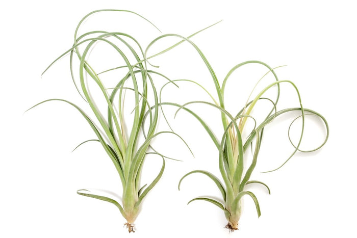 Tillandsia Curly Slim (T. Intermedia x T. Streptophylla) Air Plant - Ed's Plant Shop