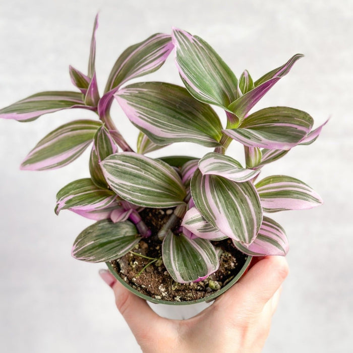 Closeup of Tradescantia Bubblegum plant available with Ed's Plant Shop E-Gift Card