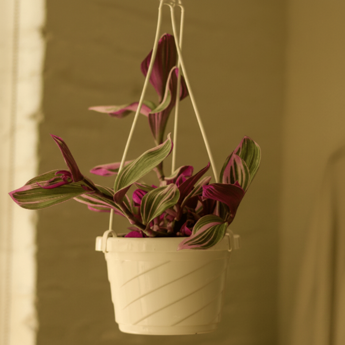 6" Hanging Basket