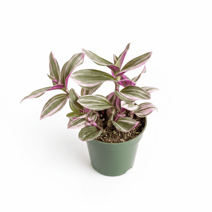 4" Nursery Pot
