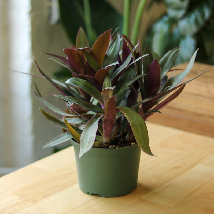 Tradescantia Spathacea Rhoeo 'Moses - in - the - Cradle' - Ed's Plant Shop