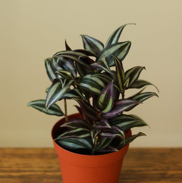 Tradescantia Zebrina Wandering Dude with purple and silver striped leaves